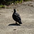 DSC04180.JPG