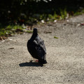 DSC04181.JPG