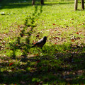 DSC04184.JPG