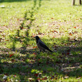 DSC04186.JPG