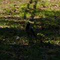 DSC04189.JPG