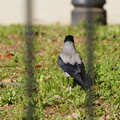 DSC04197.JPG