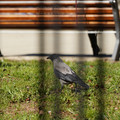 DSC04203.JPG